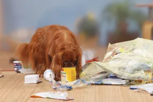 Ruby Cavalier King Charles Spaniel Drucke: Cavalier King Charles Spaniel, ruby