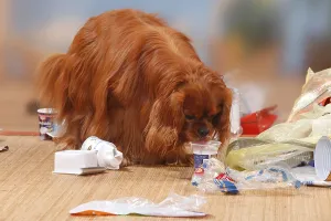 Ruby Cavalier King Charles Spaniel Drucke: Cavalier King Charles Spaniel, ruby
