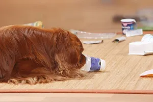 Ruby Cavalier King Charles Spaniel Drucke: Cavalier King Charles Spaniel, ruby