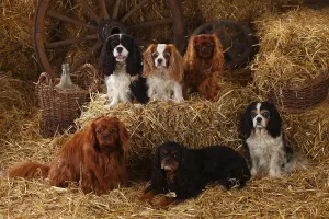 Blenheim Cavalier King Charles Spaniel Drucke: Cavalier King Charles Spaniel, ruby