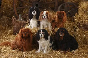 Cavalier King Charles Spaniel Pictures Drucke: Cavalier King Charles Spaniel, ruby