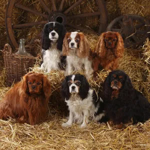 Purebred Domestic Animal Breed Drucke: Cavalier King Charles Spaniel, ruby