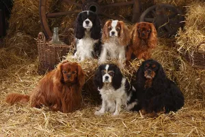 Friendly Family Pet Drucke: Cavalier King Charles Spaniel, ruby
