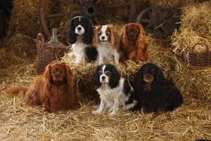 Blenheim Cavalier King Charles Spaniel Drucke: Cavalier King Charles Spaniel, ruby