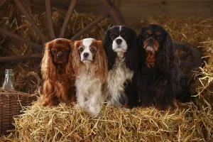 Cavalier King Charles Spaniel Pictures Drucke: Cavalier King Charles Spaniel, ruby