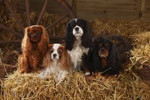 Purebred Companion Dog Drucke: Cavalier King Charles Spaniel, ruby