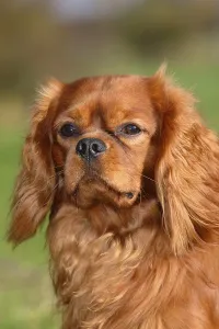 Thoroughbred Dog Breed Images Drucke: Cavalier King Charles Spaniel, ruby red