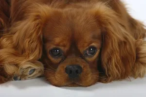 Friendly Hound Breed Drucke: Cavalier King Charles Spaniel, ruby red
