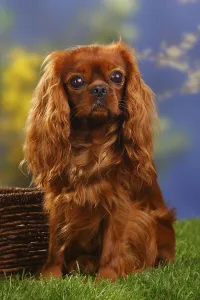 Purebred Thoroughbred Dog Breeds Drucke: Cavalier King Charles Spaniel, ruby red