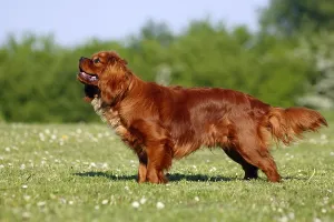 Companion Animal Photography Drucke: Cavalier King Charles Spaniel, ruby red