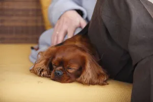 Cavalier King Charles Spaniel Images Drucke: Cavalier King Charles Spaniel, ruby red