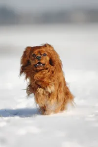 Winter Sports Contest Drucke: Cavalier King Charles Spaniel, ruby red
