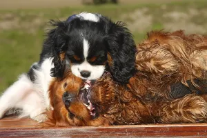 Cavalier King Charles Spaniels As Pets Drucke: Cavalier King Charles Spaniel, ruby red