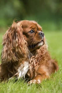 Cavalier King Charles Spaniels Drucke: Cavalier King Charles Spaniel, ruby red