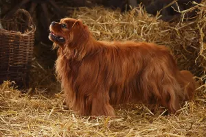 Cavalier King Charles Spaniel Pictures Drucke: Cavalier King Charles Spaniel, ruby red