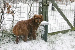 Gerahmter Druck : Cavalier King Charles Spaniel, rubinrot, 8 Monate. Gerahmter Druck : Cavalier King Charles Spaniel, rubinrot, 8 Monate.