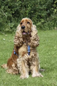 Cocker Spaniel Breed Drucke: Cocker Spaniel