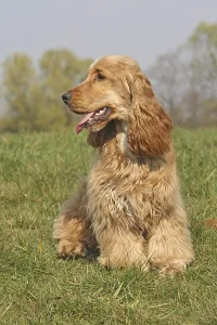 Cocker Spaniel Breed Drucke: Cocker Spaniel