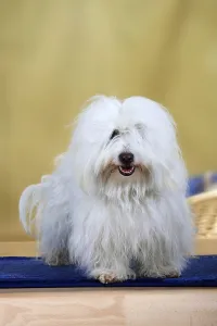 Coton De Tulear Drucke: Coton de Tulear