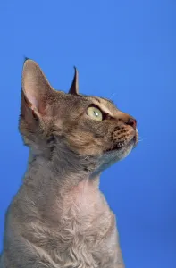 Domestic Shorthair Cat Drucke: Devon Rex Cat