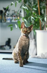 Purebred Cats For Sale Drucke: Devon Rex Cat