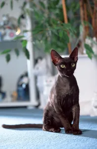 Purebred Domestic Cats Drucke: Devon Rex Cat
