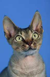 Feliformia Wildlife Photography Drucke: Devon Rex Cat