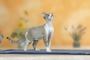 Devon Rex Cat Drucke: Devon Rex Cat