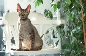 Gerahmter Druck : Devon Rex Kat auf Stuhl, Devon Rex Gerahmter Druck : Devon Rex Kat auf Stuhl, Devon Rex