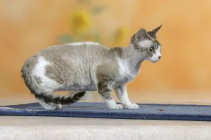 Short Hair Cat Breeds Drucke: Devon Rex Cat, Devon Rex, sideways