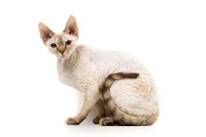 Felidae Domestic Animals Drucke: Devon Rex cat posing against white background