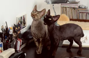 Mammalian Domestic Animals Drucke: Devon Rex Cats