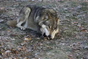Wildlife Feeding Habits Drucke: Devouring wolf