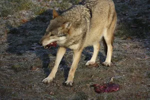 Canine Wildlife Images Drucke: Devouring wolf