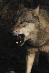 Wildlife Feeding Habits Drucke: Devouring wolf