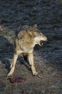 Wildlife Feeding Behavior Drucke: Devouring wolf