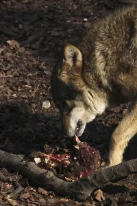 Wildlife Feeding Habits Drucke: Devouring wolf
