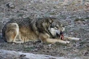 Wildlife Feeding Habits Drucke: Devouring wolf
