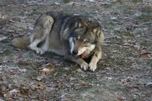 Animal Feed Behavior Drucke: Devouring wolf