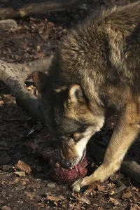 Animal Feed Behavior Drucke: Devouring wolf
