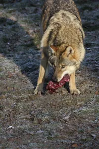 Wildlife Feeding Habits Drucke: Devouring wolf