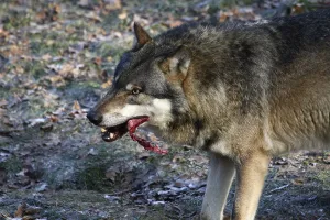 Animal Of Prey Behavior Drucke: Devouring wolf