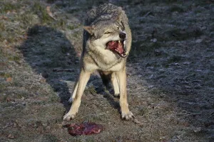 Wildlife Feeding Behavior Drucke: Devouring wolf