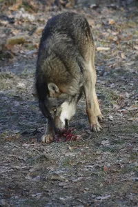 Fresswolf