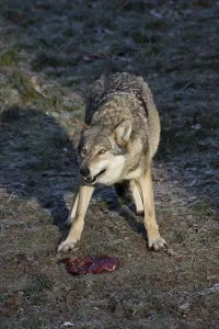 Canine Wildlife Drucke: Devouring wolf