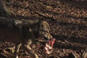 Animal Of Prey Behavior Drucke: Devouring wolf