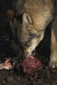 Animal Feed Behavior Drucke: Devouring wolf