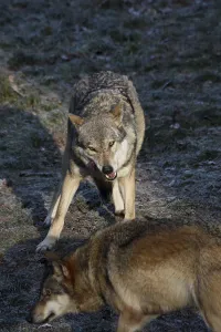 Wildlife Feeding Behavior Drucke: Devouring wolves