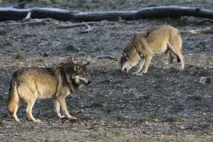 Attentive Wolf Behavior Drucke: Devouring wolves