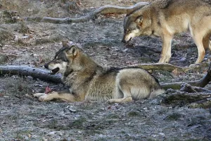 Animal Feed Behavior Drucke: Devouring wolves